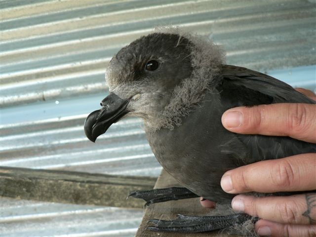 Grey-faced Petrel